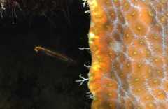 Lucayablennius zingaro