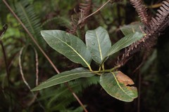 Cryptocarya mannii