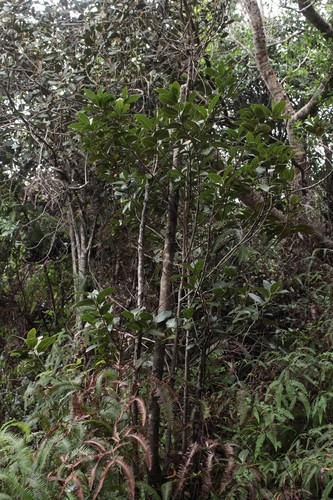 Cryptocarya mannii