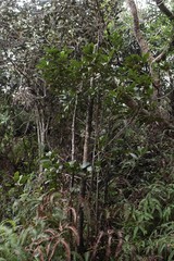 Cryptocarya mannii