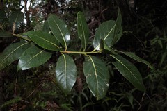 Cryptocarya mannii