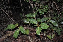 Cryptocarya mannii