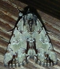 Catocala praeclara