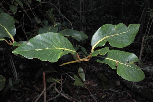 Cryptocarya mannii