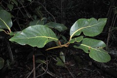 Cryptocarya mannii