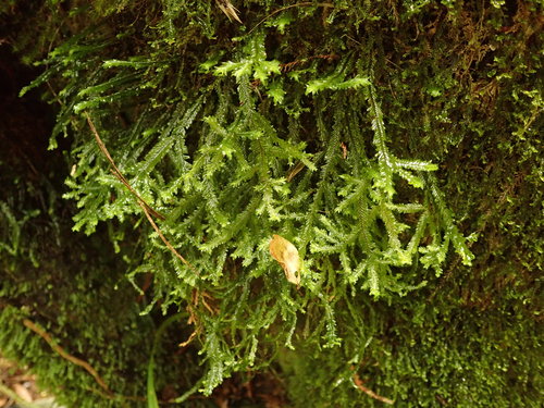 Plagiochila trispicata