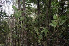 Cryptocarya mannii