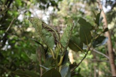 Cryptocarya mannii