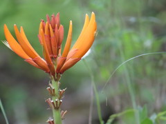 Erythrina leptorhiza