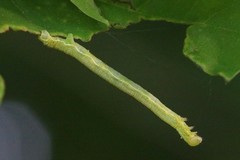 Alsophila aescularia