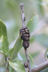 Disholandricus chrysolepidis