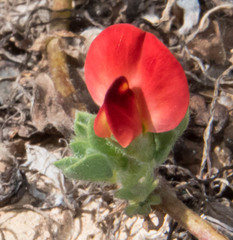 Lotus tetragonolobus
