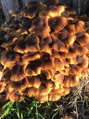 Armillaria luteobubalina