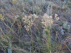 Eremogone longifolia