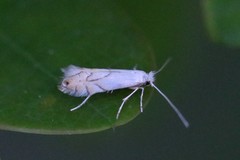Phyllonorycter harrisella