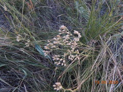 Eremogone longifolia