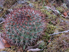 Mammillaria rhodantha fera-rubra