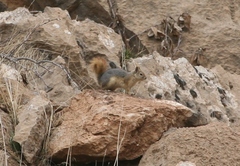 Sciurus anomalus