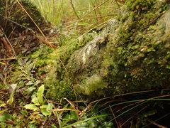 Mesotaenium macrococcum