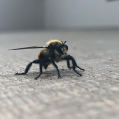 Laphria janus