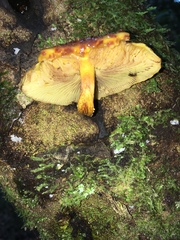 Pholiota glutinosa