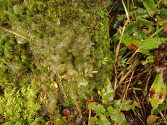 Mesotaenium macrococcum