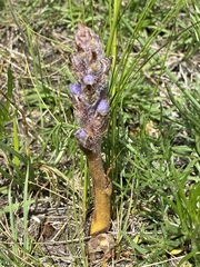 Orobanche coerulescens