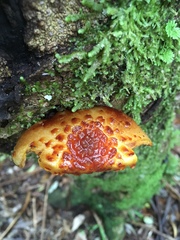 Pholiota glutinosa