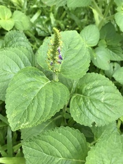Coleus monostachyus