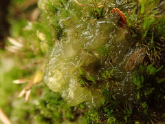 Mesotaenium macrococcum