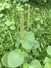 Coleus monostachyus