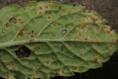 Puccinia menthae