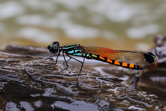 Libellago asclepiades