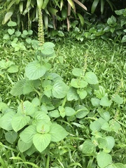 Coleus monostachyus