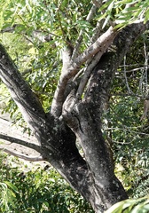 Grevillea heliosperma