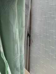 Polycanthagyna erythromelas