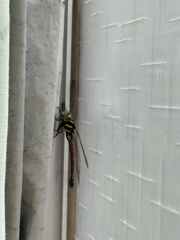 Polycanthagyna erythromelas