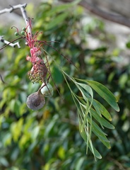 Grevillea heliosperma