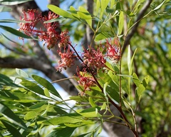 Grevillea heliosperma