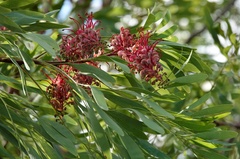 Grevillea heliosperma