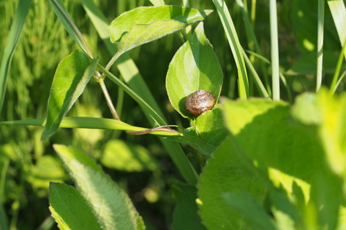Acusta sieboldtiana