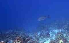 Lutjanus cyanopterus