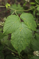 Phragmidium rubi-idaei