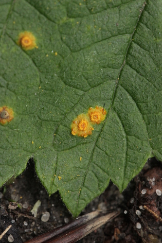 Red Raspberry Yellow Rust