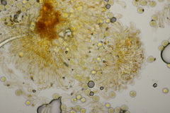 Phragmidium rubi-idaei