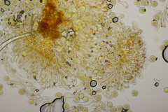 Phragmidium rubi-idaei