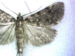 Aglossa pinguinalis