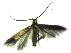Coleophora maritella
