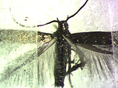Coleophora maritella