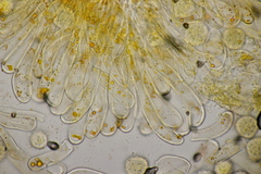 Phragmidium rubi-idaei